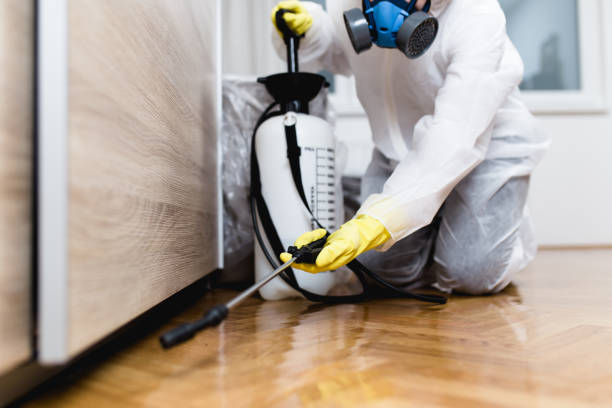 Best Ant Control Services  in Hale Center, TX