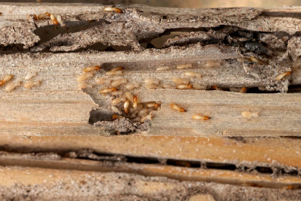 Best Wasp Removal Services  in Hale Center, TX